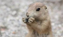 住地下吃瓜的土拨鼠