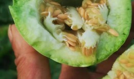 哈尔滨吃瓜网扯,揭秘冰城美食背后的故事