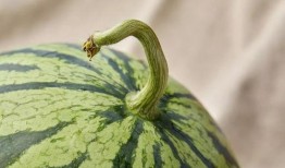 吃瓜人AB,一场关于瓜田的趣味之旅