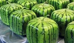 吃瓜最初来源,揭秘“吃瓜”一词的起源与演变