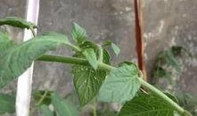 什么虫吃瓜叶,探究那些吞噬绿叶的神秘生物