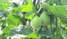 襄阳吃瓜的地方,那些不可错过的吃瓜胜地