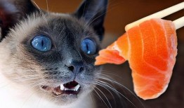 猫咪吃兰瓜,一场意外的健康冒险