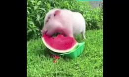 猪打转吃瓜,探寻乡村生活的趣味与智慧