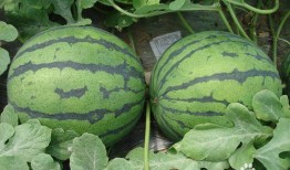 夏天必吃瓜,必吃瓜类盘点