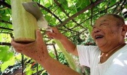 砍瓜怎么吃,从传统到创新的美味之旅