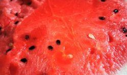 西瓜美食吃瓜视频