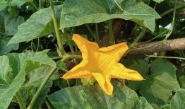 花朵吃瓜,一场视觉与味觉的盛宴