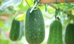 秋后吃三瓜图片,三瓜佳肴，尽享丰收美味