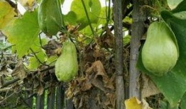 竖起耳朵吃瓜,揭秘娱乐圈幕后故事