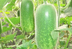 吃瓜401,一场网络热点的狂欢与反思