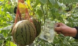 苏州销售吃瓜事件,一场意外引发的职场风波