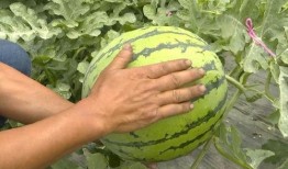 吃瓜群众快变绿,从围观到变绿的奇妙转变