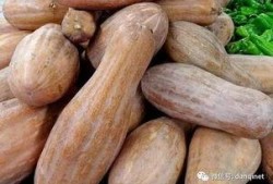 爬方瓜咋吃,爬方瓜的独特吃法揭秘